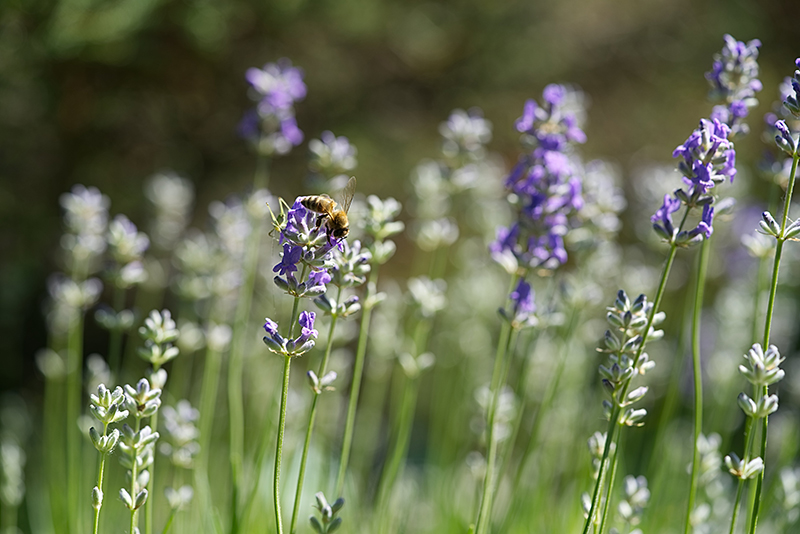 Lavanda