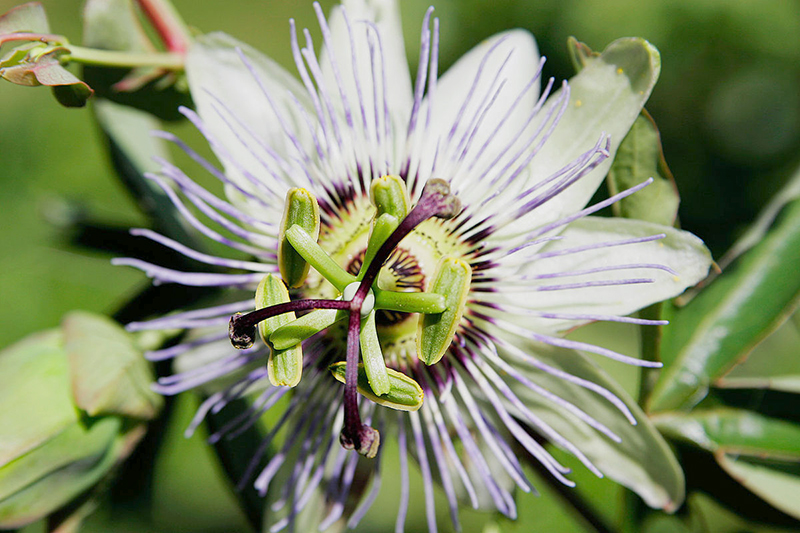 Passiflora