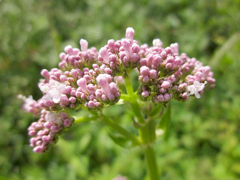 Valeriana