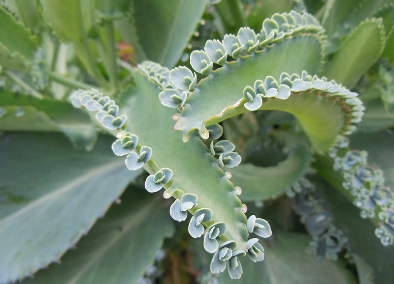 Kalanchoe