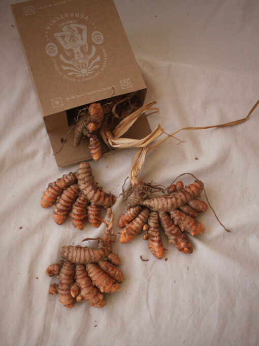 Curcuma Longa (Rizoma fresco) - Imagen 2