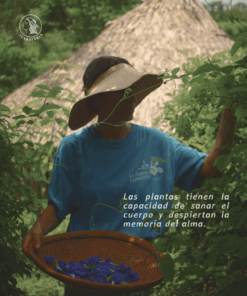 Alternative view of Seminario Yerbatero Virtual